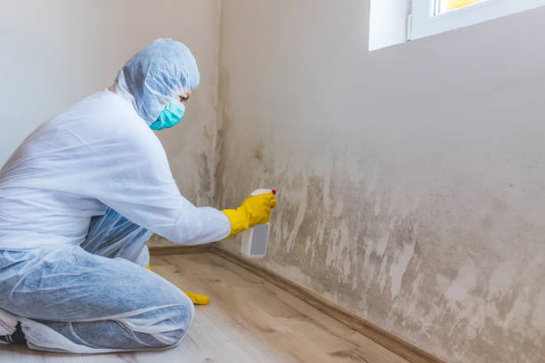 Licensed Mold Remediation service in Spring, TX - WQB Mold Removal